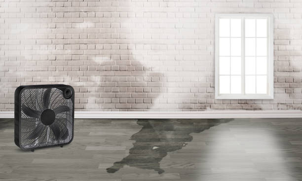 Best Flood restoration services  in Ladd, IL